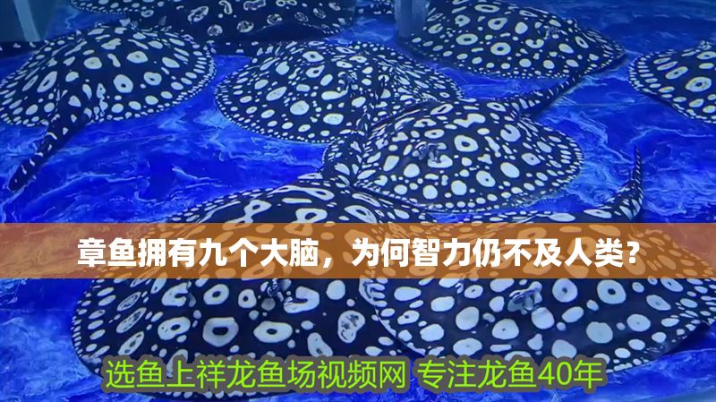 章魚擁有九個大腦，為何智力仍不及人類？