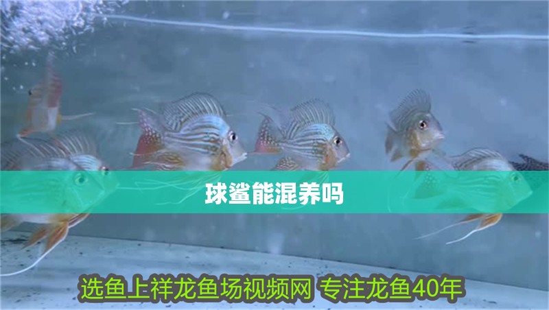 球鯊能混養(yǎng)嗎