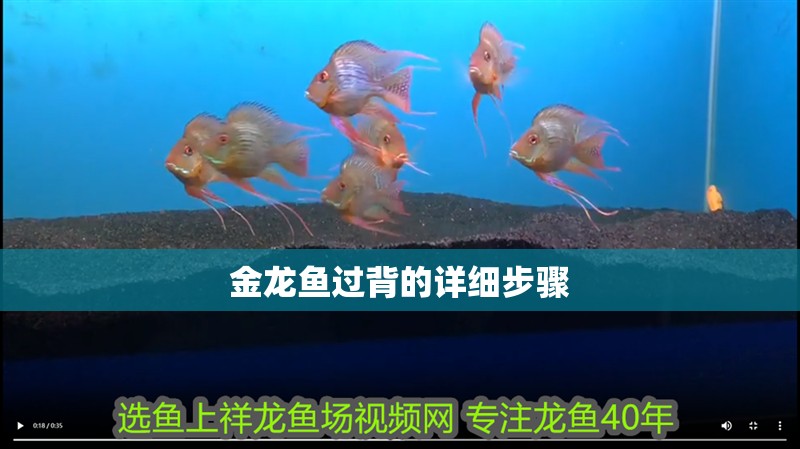 金龍魚過背的詳細步驟