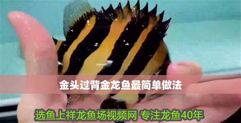 金頭過背金龍魚最簡單做法 金頭過背金龍魚最簡單做法 龍魚論壇