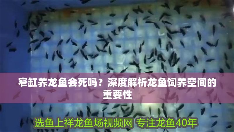 窄缸養龍魚會死嗎？深度解析龍魚飼養空間的重要性