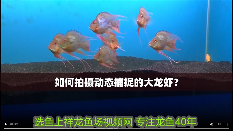 如何拍攝動態捕捉的大龍蝦？