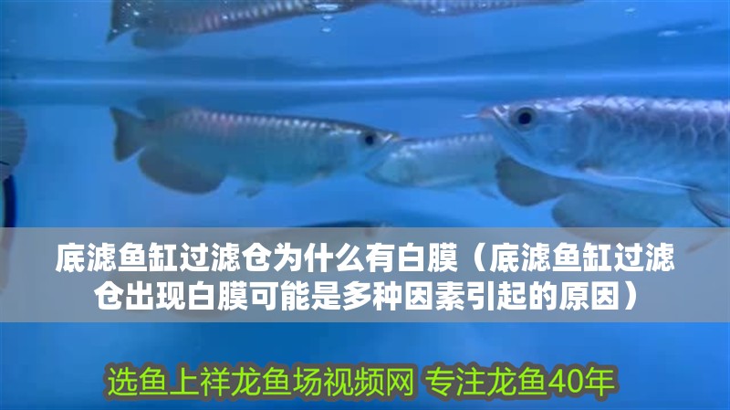 魚缸過濾器選購指南:自制魚缸過濾器魚缸上置過濾器對于養(yǎng)魚愛好者的必備知識 底濾魚缸過濾倉為什么有白膜(底濾魚缸過濾倉出現(xiàn)白膜可能是多種因素引起的原因) 魚缸百科 底濾魚缸過濾倉為什么有白膜(底濾魚缸過濾倉出現(xiàn)白膜可能是多種因素引起的原因) 底濾魚缸過濾倉為什么有白膜(底濾魚缸過濾倉出現(xiàn)白膜可能是多種因素引起的原因) 魚缸百科