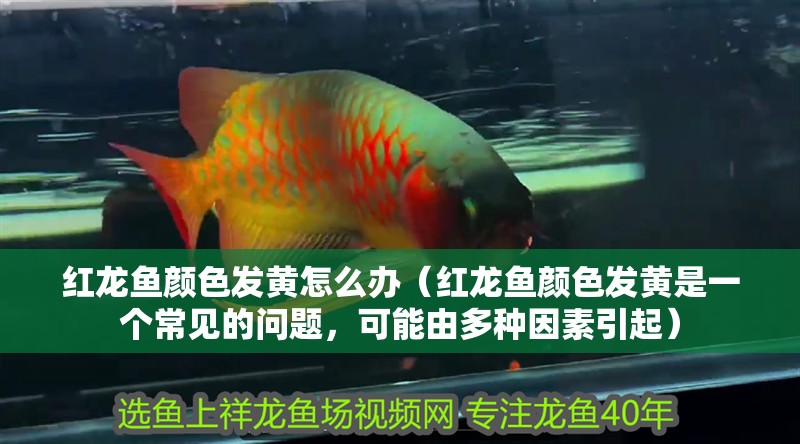 紅龍魚顏色發黃怎么辦（紅龍魚顏色發黃是一個常見的問題，可能由多種因素引起）