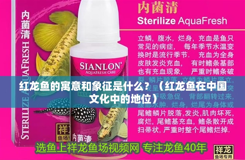 紅龍魚的寓意和象征是什么？（紅龍魚在中國文化中的地位） 紅龍魚的寓意和象征是什么？（紅龍魚在中國文化中的地位） 龍魚百科