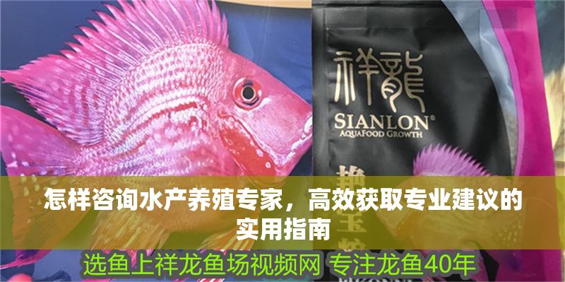 怎樣咨詢水產(chǎn)養(yǎng)殖專家，高效獲取專業(yè)建議的實(shí)用指南
