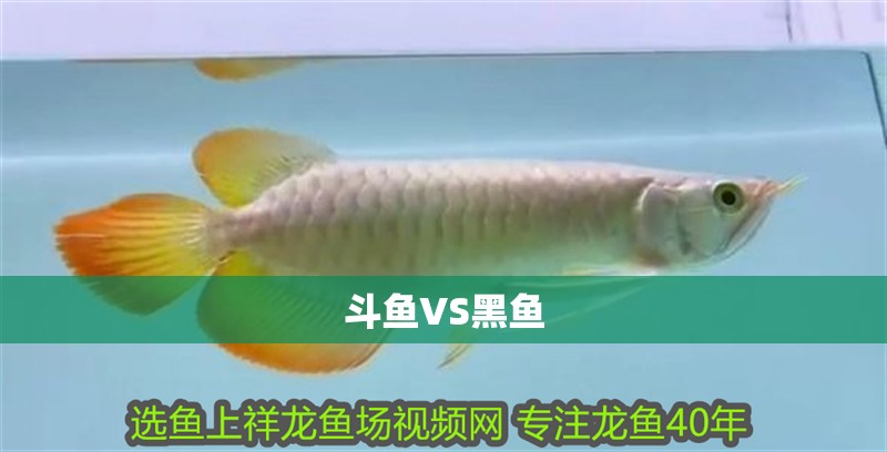 斗魚VS黑魚