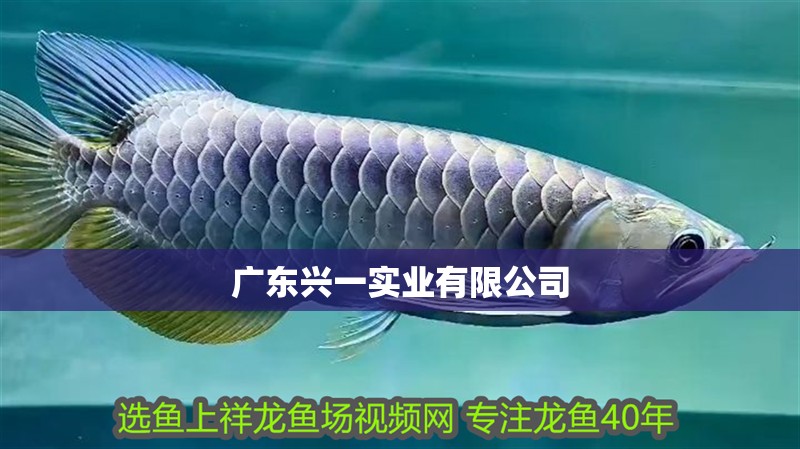 廣東興一實業有限公司