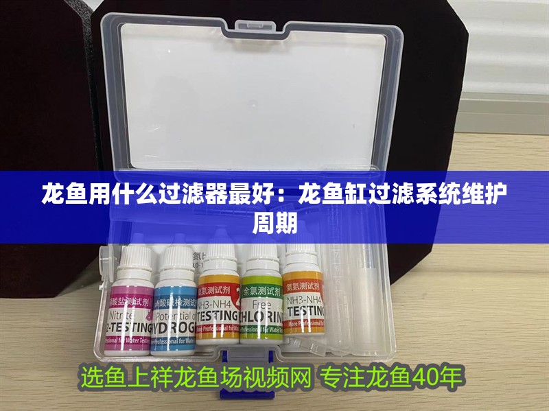 龍魚用什么過濾器最好：龍魚缸過濾系統維護周期