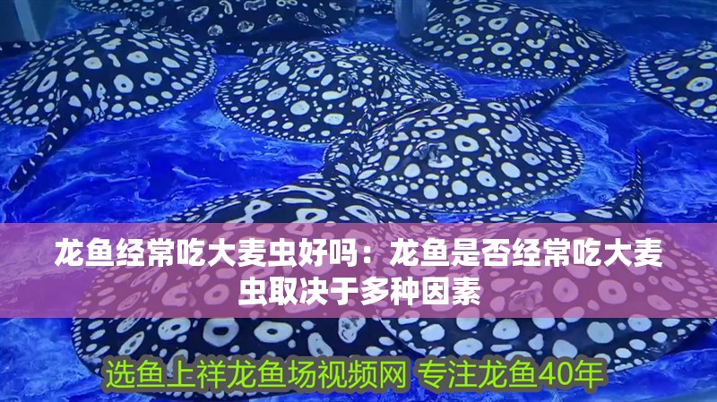 龍魚經(jīng)常吃大麥蟲好嗎：龍魚是否經(jīng)常吃大麥蟲取決于多種因素 龍魚經(jīng)常吃大麥蟲好嗎：龍魚是否經(jīng)常吃大麥蟲取決于多種因素 龍魚百科