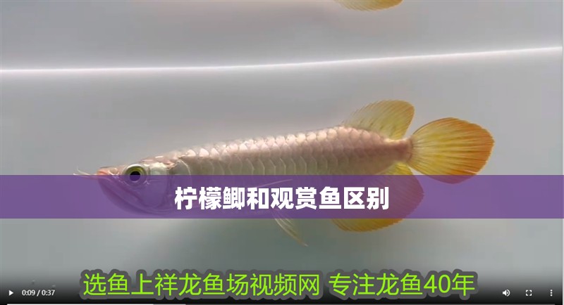 魚缸過濾器選購指南:自制魚缸過濾器魚缸上置過濾器對于養(yǎng)魚愛好者的必備知識(shí) 檸檬鯽和觀賞魚區(qū)別 龍魚論壇 檸檬鯽和觀賞魚區(qū)別 檸檬鯽和觀賞魚區(qū)別 龍魚論壇