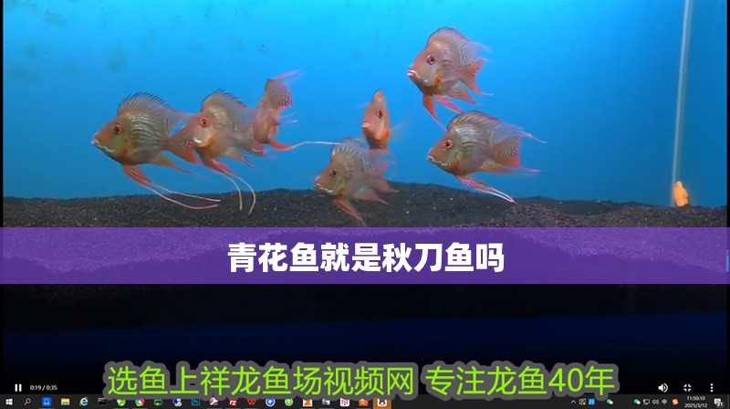 青花魚就是秋刀魚嗎 青花魚就是秋刀魚嗎 龍魚論壇