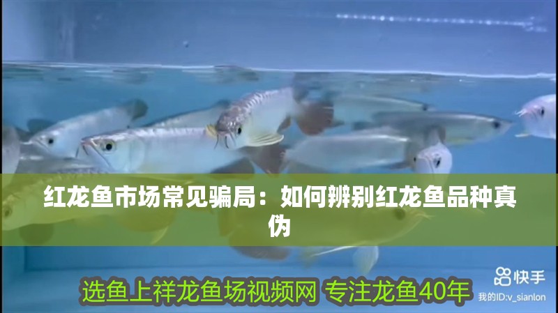 紅龍魚市場常見騙局：如何辨別紅龍魚品種真偽