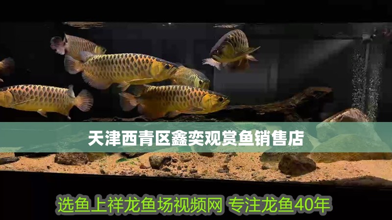 天津西青區鑫奕觀賞魚銷售店 天津西青區鑫奕觀賞魚銷售店 全國水族館企業名錄