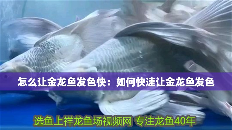 怎么讓金龍魚發色快：如何快速讓金龍魚發色