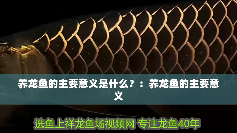養龍魚的主要意義是什么？：養龍魚的主要意義