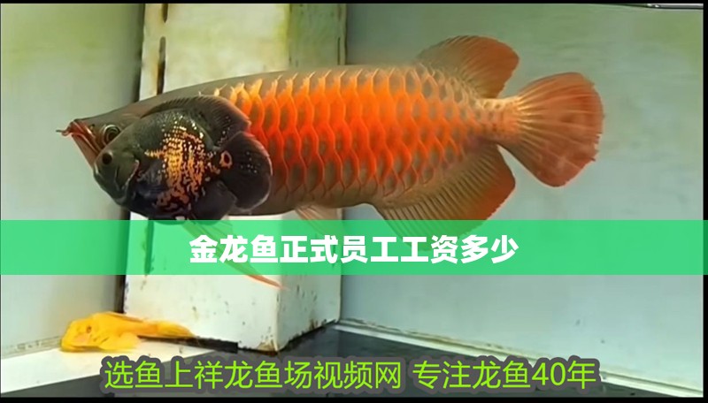 金龍魚正式員工工資多少