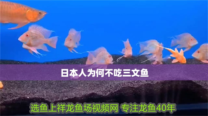 日本人為何不吃三文魚