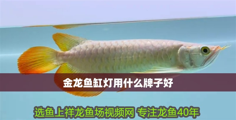 金龍魚缸燈用什么牌子好