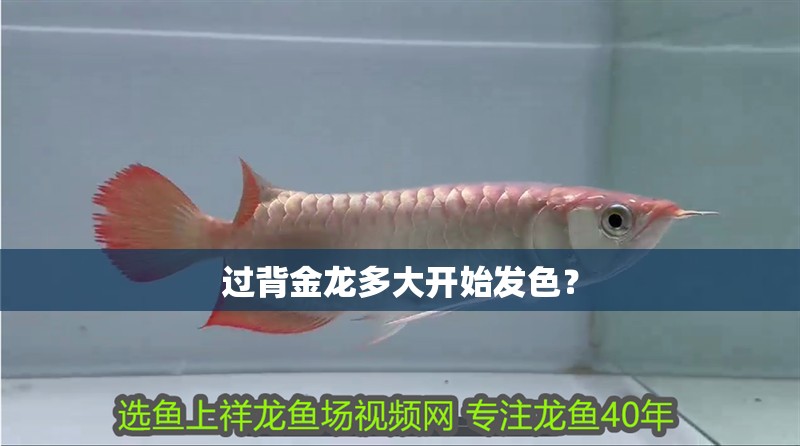 過背金龍多大開始發(fā)色？