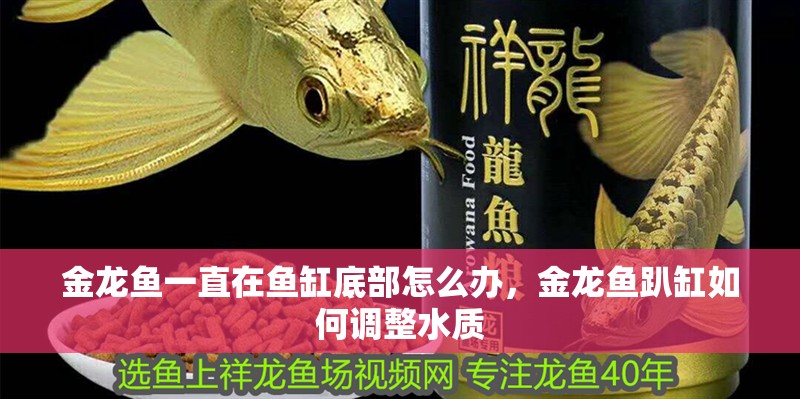 金龍魚一直在魚缸底部怎么辦，金龍魚趴缸如何調整水質