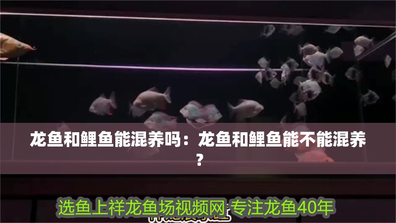 龍魚和鯉魚能混養嗎：龍魚和鯉魚能不能混養？