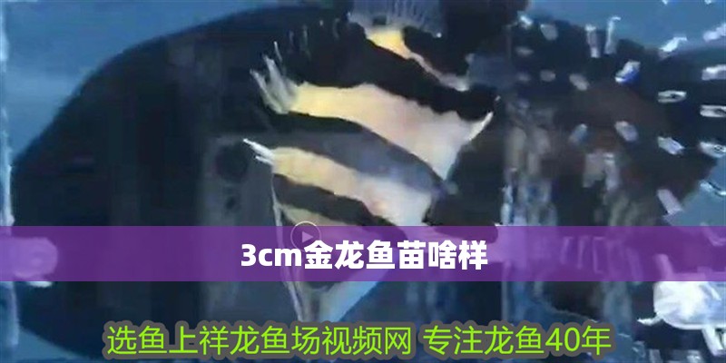 龍魚干蝦有營養嗎 3cm金龍魚苗啥樣 龍魚論壇 3cm金龍魚苗啥樣 3cm金龍魚苗啥樣 龍魚論壇