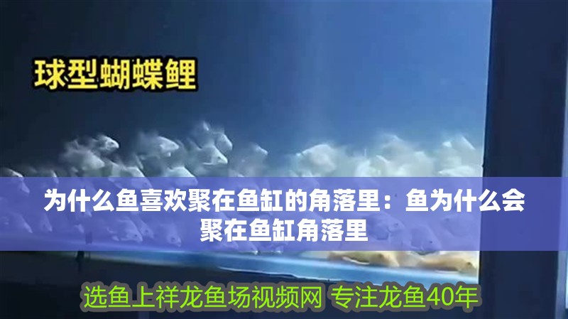 為什么魚喜歡聚在魚缸的角落里：魚為什么會聚在魚缸角落里