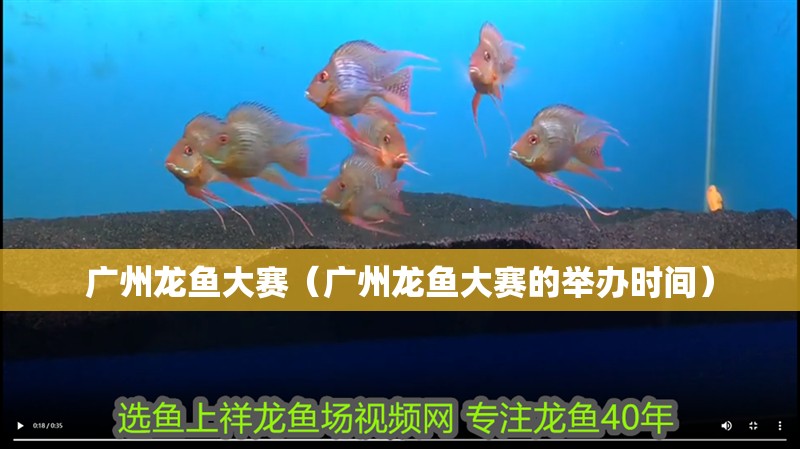 廣州龍魚大賽（廣州龍魚大賽的舉辦時間）