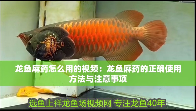 龍魚麻藥怎么用的視頻：龍魚麻藥的正確使用方法與注意事項