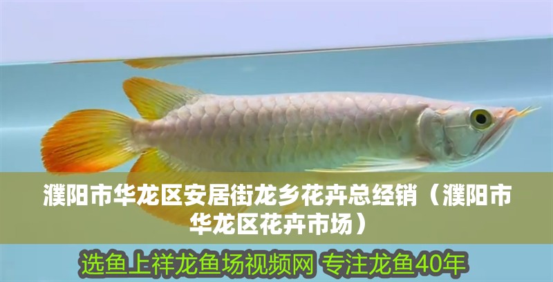 我的虎魚(yú)真菌感染了要怎么處理 濮陽(yáng)市華龍區(qū)安居街龍鄉(xiāng)花卉總經(jīng)銷(濮陽(yáng)市華龍區(qū)花卉市場(chǎng)) 全國(guó)水族館企業(yè)名錄 濮陽(yáng)市華龍區(qū)安居街龍鄉(xiāng)花卉總經(jīng)銷(濮陽(yáng)市華龍區(qū)花卉市場(chǎng)) 濮陽(yáng)市華龍區(qū)安居街龍鄉(xiāng)花卉總經(jīng)銷(濮陽(yáng)市華龍區(qū)花卉市場(chǎng)) 全國(guó)水族館企業(yè)名錄
