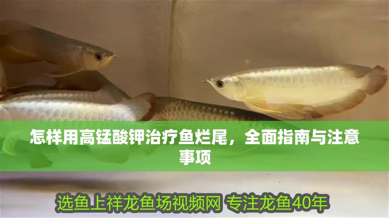 怎樣用高錳酸鉀治療魚爛尾，全面指南與注意事項(xiàng) 怎樣用高錳酸鉀治療魚爛尾，全面指南與注意事項(xiàng) 龍魚百科 第1張