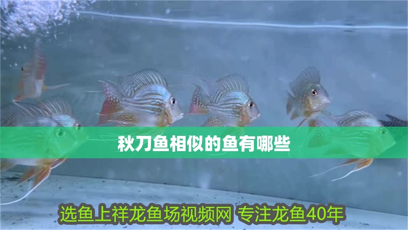 秋刀魚相似的魚有哪些