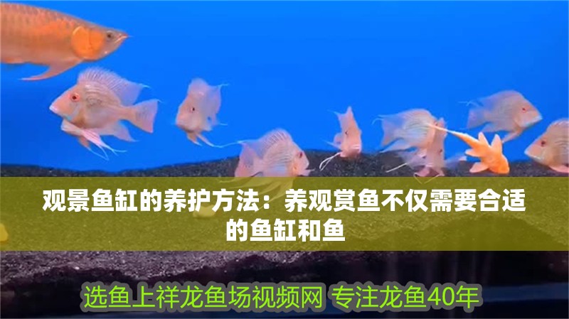 觀景魚缸的養護方法：養觀賞魚不僅需要合適的魚缸和魚