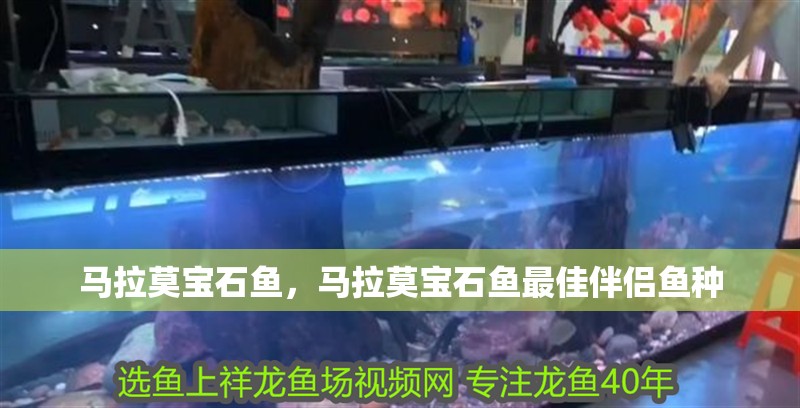 馬拉莫寶石魚，馬拉莫寶石魚最佳伴侶魚種