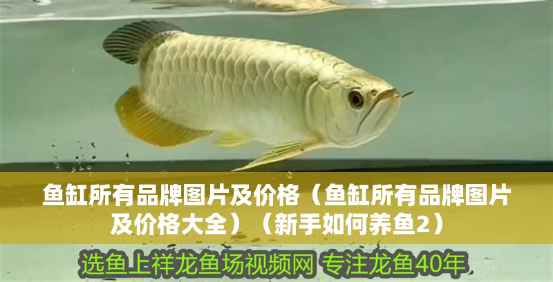 魚缸所有品牌圖片及價格（魚缸所有品牌圖片及價格大全）（新手如何養魚2）