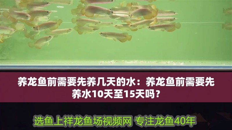 養龍魚前需要先養幾天的水：養龍魚前需要先養水10天至15天嗎？