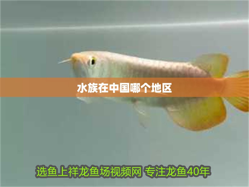 水族在中國哪個地區(qū) 水族在中國哪個地區(qū) 龍魚論壇