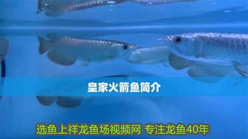 皇家火箭魚簡介