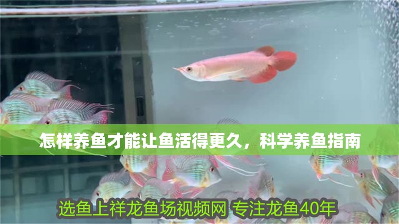 怎樣養魚才能讓魚活得更久，科學養魚指南