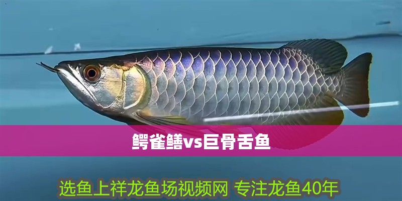 鱷雀鱔vs巨骨舌魚 鱷雀鱔vs巨骨舌魚 龍魚論壇
