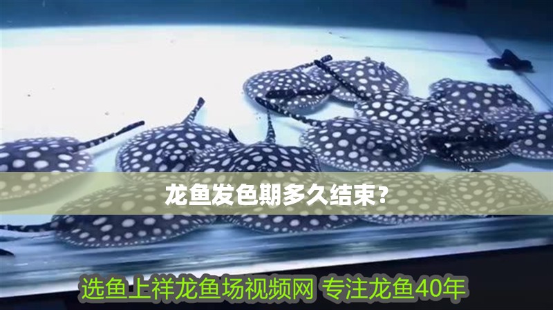 龍魚發色期多久結束？