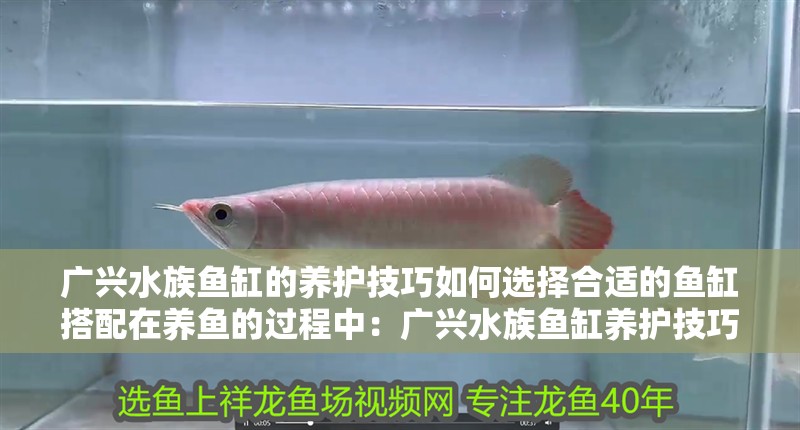 廣興水族魚缸的養(yǎng)護(hù)技巧如何選擇合適的魚缸搭配在養(yǎng)魚的過程中：廣興水族魚缸養(yǎng)護(hù)技巧了解如何正確養(yǎng)護(hù)魚缸的養(yǎng)護(hù)技巧