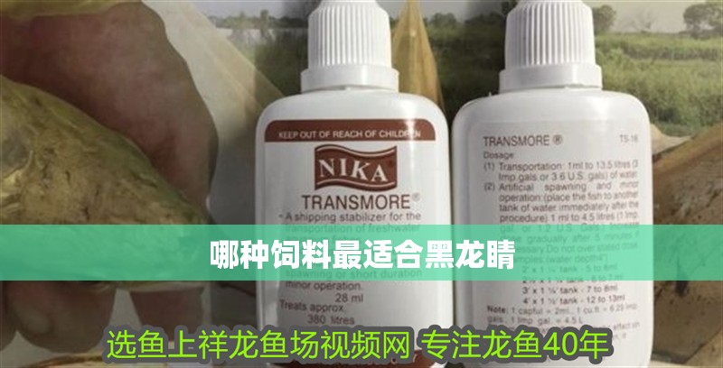 哪種飼料最適合黑龍睛