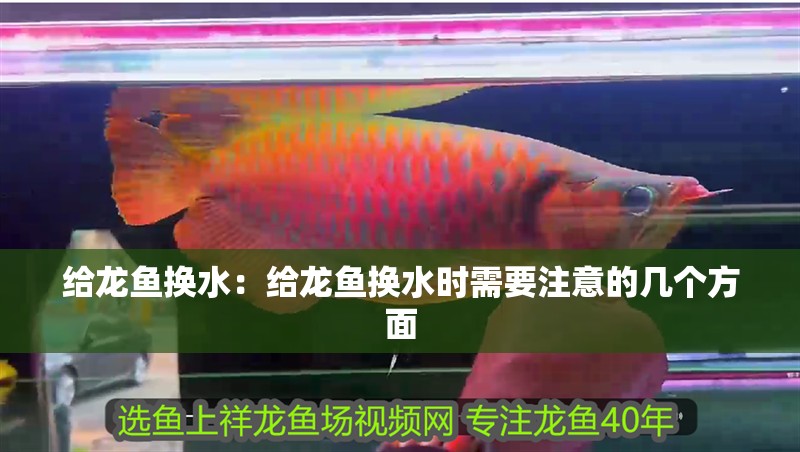 給龍魚換水：給龍魚換水時需要注意的幾個方面