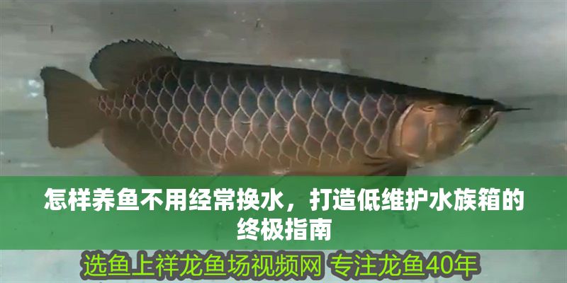怎樣養(yǎng)魚不用經常換水，打造低維護水族箱的終極指南