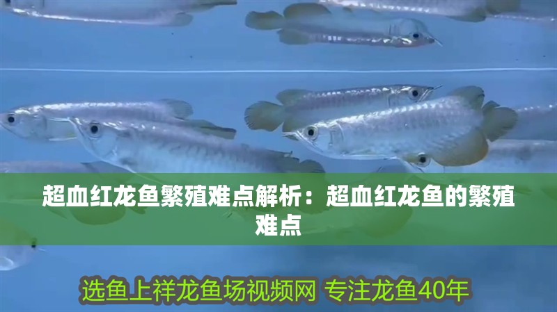 超血紅龍魚繁殖難點解析：超血紅龍魚的繁殖難點