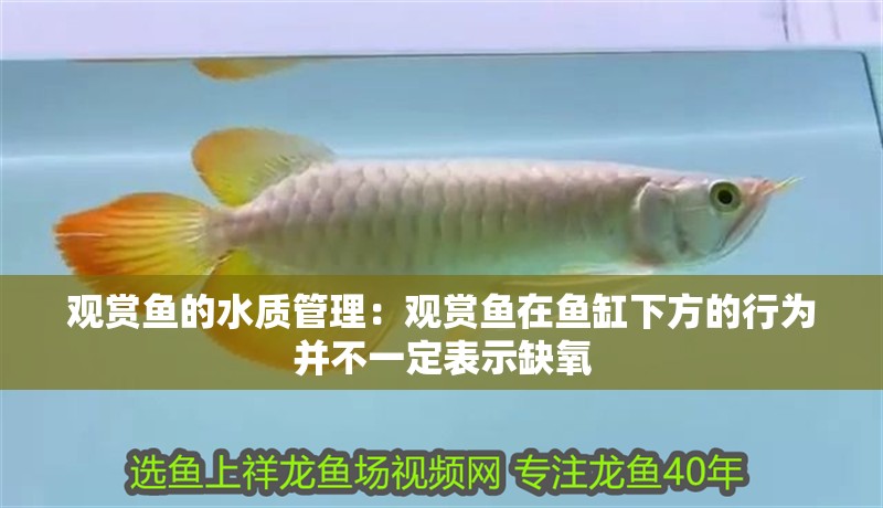 觀賞魚的水質(zhì)管理：觀賞魚在魚缸下方的行為并不一定表示缺氧