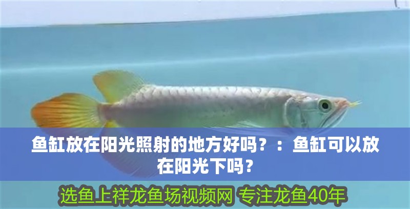 魚缸放在陽光照射的地方好嗎？：魚缸可以放在陽光下嗎？
