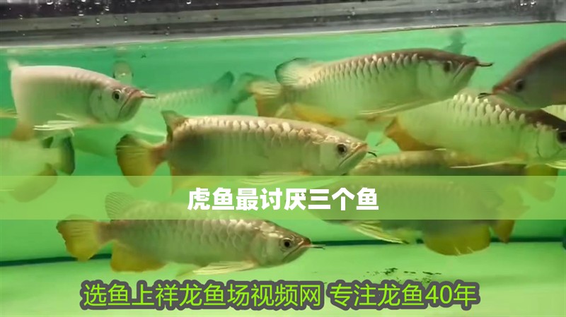 虎魚最討厭三個魚